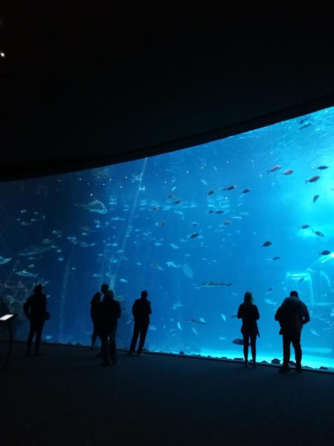 Las Canteras Aquarium Las Palmas de Gran Canaria Ngoại thất bức ảnh