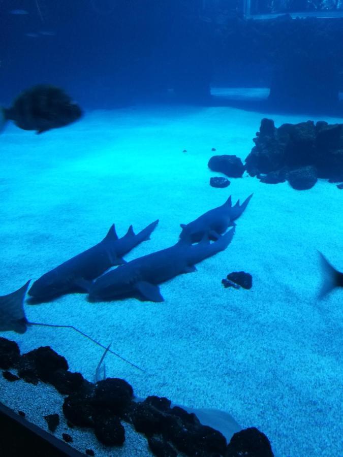 Las Canteras Aquarium Las Palmas de Gran Canaria Ngoại thất bức ảnh